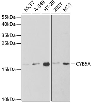 CYB5A Antibody