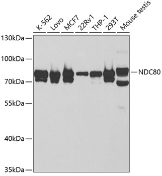 NDC80 Antibody