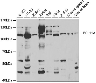 BCL11A Antibody