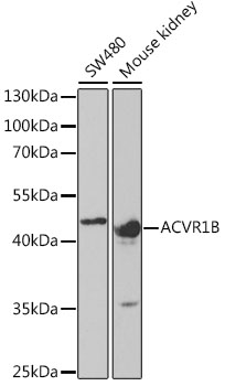 ACVR1B Antibody