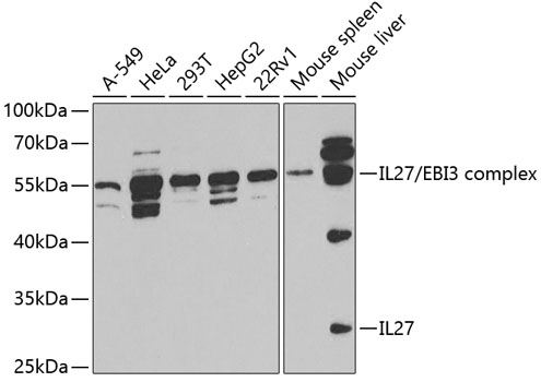 IL27 Antibody