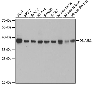 DNAJB1 Antibody