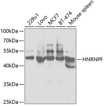 HNRNPF Antibody