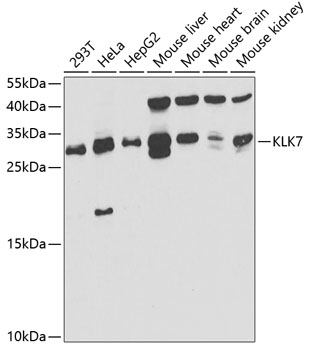 KLK7 Antibody