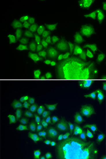 FZR1 antibody