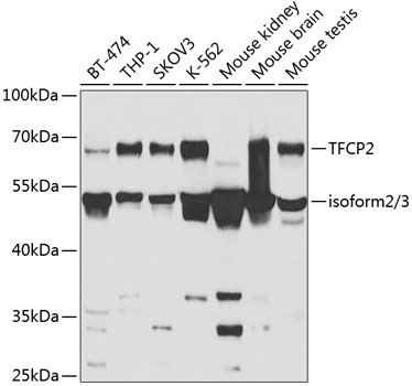 TFCP2 Antibody