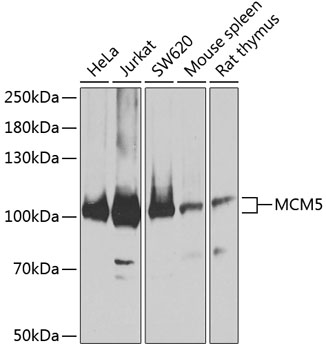 MCM5 Antibody