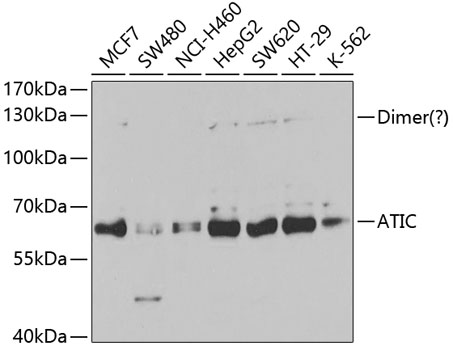 ATIC Antibody