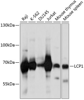 LCP1 Antibody