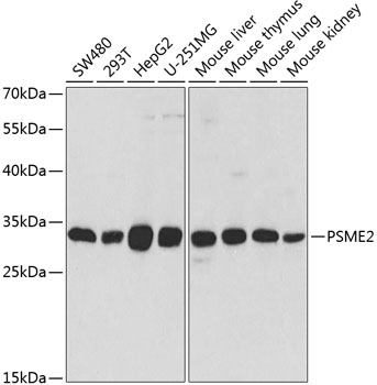 PSME2 Antibody