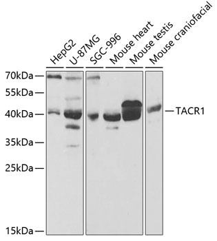 TACR1 Antibody