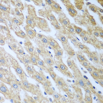 Eif2ak2 antibody