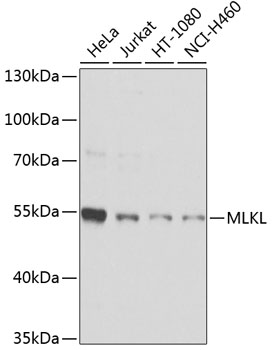 MLKL antibody