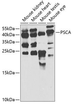 PSCA Antibody