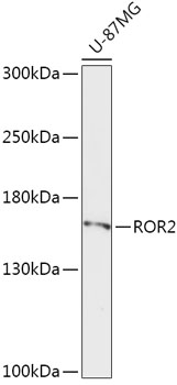 ROR2 Antibody