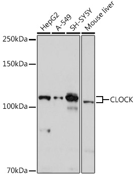 CLOCK antibody