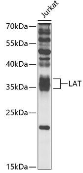 LAT Antibody