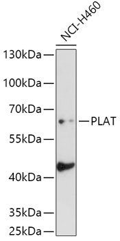 PLAT Antibody