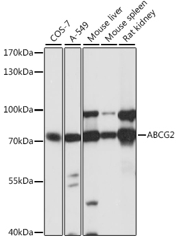 ABCG2 Rabbit Polyclonal Antibody