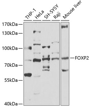 FOXP2 Antibody