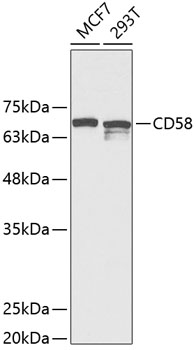 CD58 Antibody