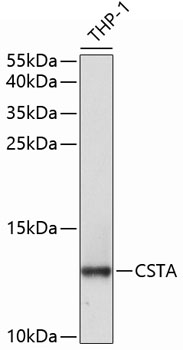 CSTA Antibody