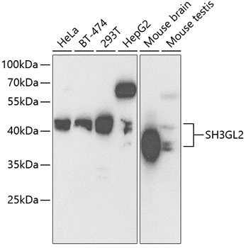 SH3GL2 Antibody