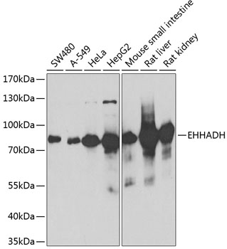 EHHADH antibody