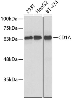 CD1A Antibody