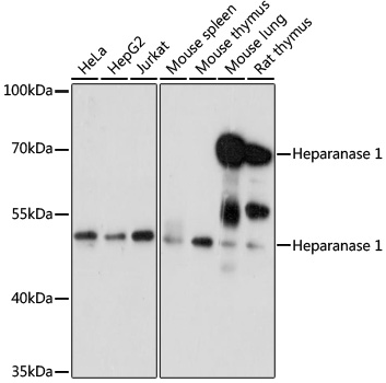 HPSE Antibody