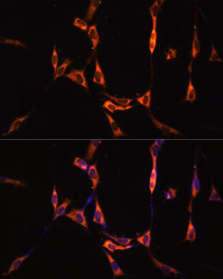 SND1 antibody