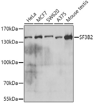 SF3B2 antibody