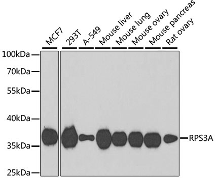 RPS3A antibody