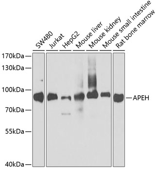 APEH antibody