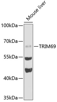 TRIM69 antibody