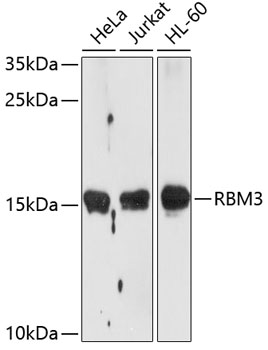 RBM3 Polyclonal Antibody