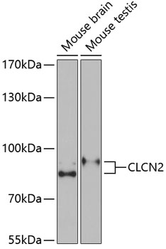 CLCN2 antibody