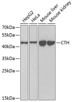 CTH antibody