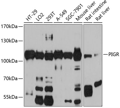 PIGR antibody