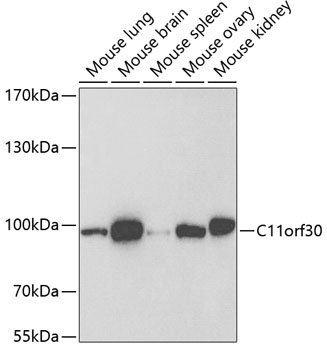 C11orf30 antibody