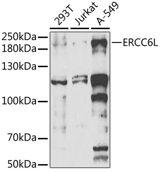 ERCC6L antibody