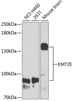 MLL5 antibody