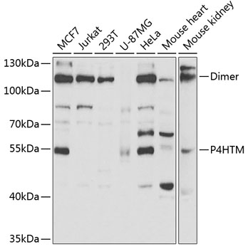 P4HTM antibody