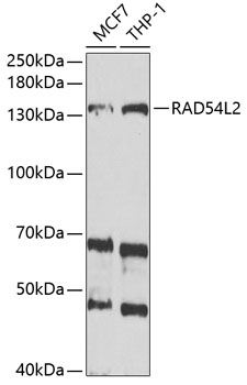 RAD54L2 antibody