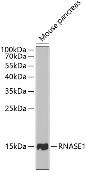 RNASE1 antibody