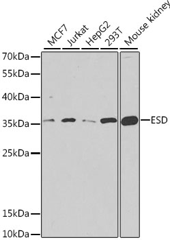 ESD antibody