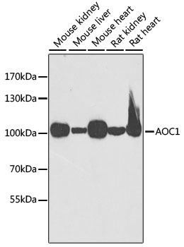 AOC1 antibody