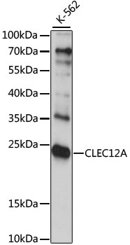 CLEC12A antibody