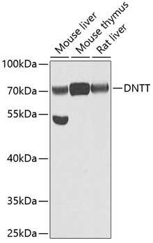 DNTT antibody