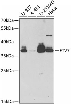 ETV7 antibody